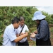 Building geological indication for lychee in Japan