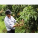Tây Ninh encourages safe and high-quality farming