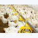 Using classic poultry nutrition against coccidiosis