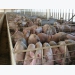 N&H TOPLINE: Split-sex feeding may help optimize pig feeding