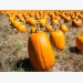 7 Tips for Finding the Perfect Pumpkin