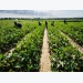 Temporary farm workers now eligible for housing