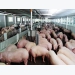 Khoáng vi lượng trong chăn nuôi lợn