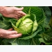 What your cabbage seedlings should look like