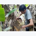 Thuong Tien village develops beekeeping for honey
