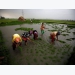 India rice rates up on monsoon lull; flood threat looms in Thailand, Vietnam