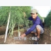 Green asparagus offers high profits for Ninh Thuan farmers