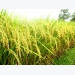 Thị trường lúa gạo châu Á trầm lắng do vắng nhu cầu