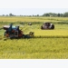 Southern localities report bumper summer-autumn crop