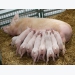 Iron supplement type may boost piglet organ weight, blood parameters