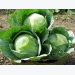 Safeguarding soil fertility to cabbage maturity