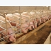 Study: Porcine plasma boosts litter performance in mature sows