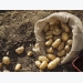 Growing Potatoes – New Potatoes for Christmas