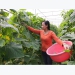 Viet Yen develops VietGAP specialized agricultural production areas
