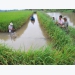 Mekong Delta promotes eco-shrimp farming