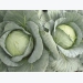 Why cabbage should be your first choice