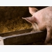 Sử dụng bột riềng thay thế kháng sinh trong khẩu phần lợn thịt
