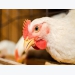 Poultry feed additive may help stop the spread of HPAI