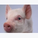 Pigs help scientists understand human brain