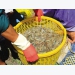 Mekong Delta shrimp crops a sweet success