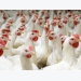 Understanding of chicken's environmental impact examined