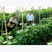 Đi đầu trồng rau hữu cơ ở Bắc Ninh