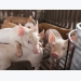 Enzyme blend may boost weight gain, growth in newly weaned pigs