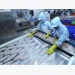 Things go swimmingly for seafood exports to CPTPP