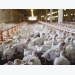 5 ways to improve broiler feed efficiency beyond nutrition