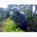 Trồng xen rau ngót trong vườn cây ăn trái cho thu nhập khá
