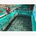 Hiệu quả nuôi ếch Đài Loan trong mùng lưới