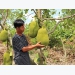 Unplanned Thai jackfruit farming pose risks