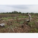Mekong Delta sugarcane farmers switch en masse to other crops