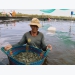 Kiên Giang widens efficient rice farming, aquaculture models