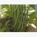 What to do after planting your green beans