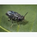 Netherlands moves forward on 'insects as feed' research