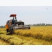 Rice exports drop in first months of this year
