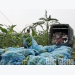Bac Giang develops banana cultivation area