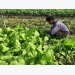Ba Ria-Vung Tau starts to embrace organic farming