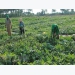 Seeds for seedless watermelons exported to Japan