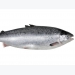 Artificial salmon gut developed to ease cost, time in feed trials