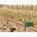 Poultry farming: The robots are coming