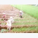 Rice cultivation shows uncertainties