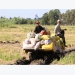 Summer- autumn rice yield increases in south