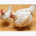 Chicken gene edit prevents avian flu virus spread