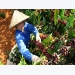 Vietnam's H1 coffee exports fall 10.6%, rice down 2.9%