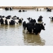 Organic selenium may support cows through heat stress trials