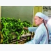 Industry promotion is Ha Giang’s cup of tea