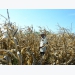 Rice, maize hit by serious drought