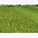 Plant geneticist engineering Vietnam’s rice of the future